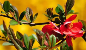 新“夜”態點亮“夜成都”