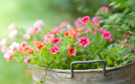 关于三峡导游词